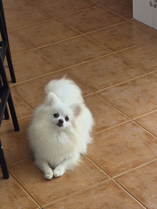 Spitz alemao lindissima