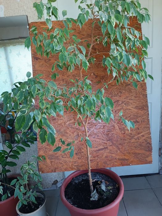 Фікус Бенджаміна