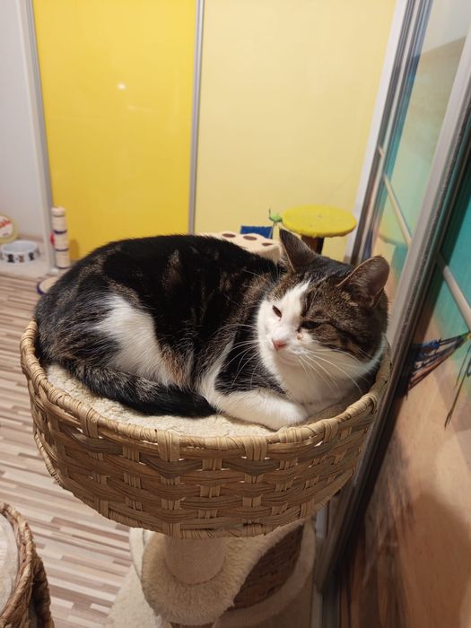 Wysterylizowana kotka szuka domu niewychodzącego