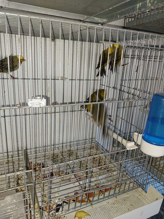 Cedo canarios vermelhos e lizards, aves de 2023 e 2024