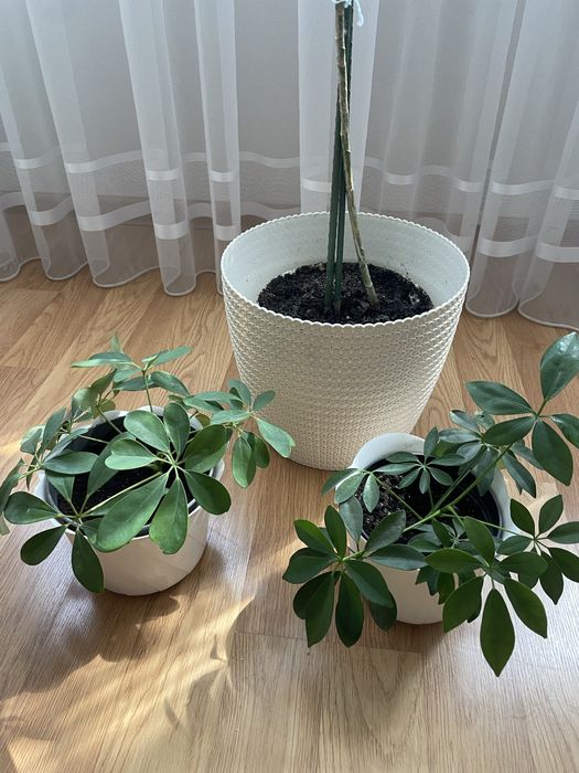 Срочно продам комнатные цветы