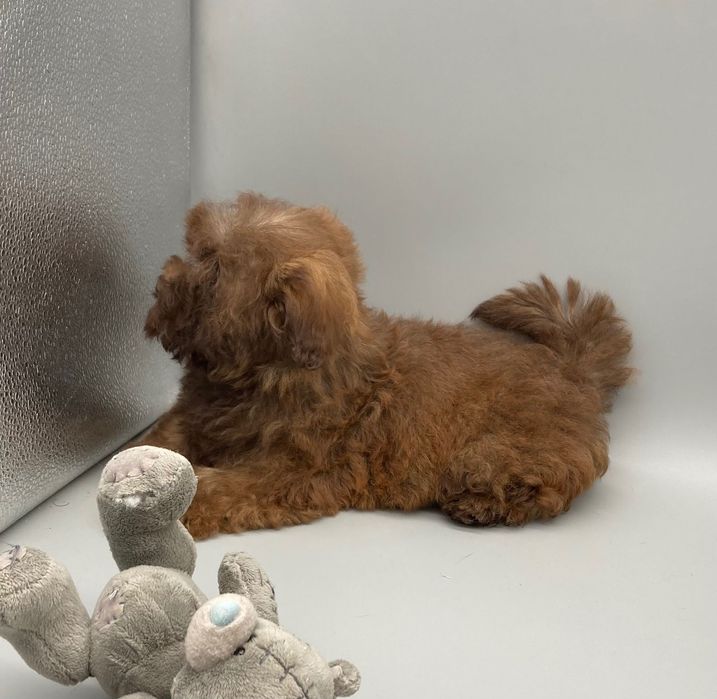 Супер- няшка дівчинка- цуценя Мальтипу шоколад колор-пойнт