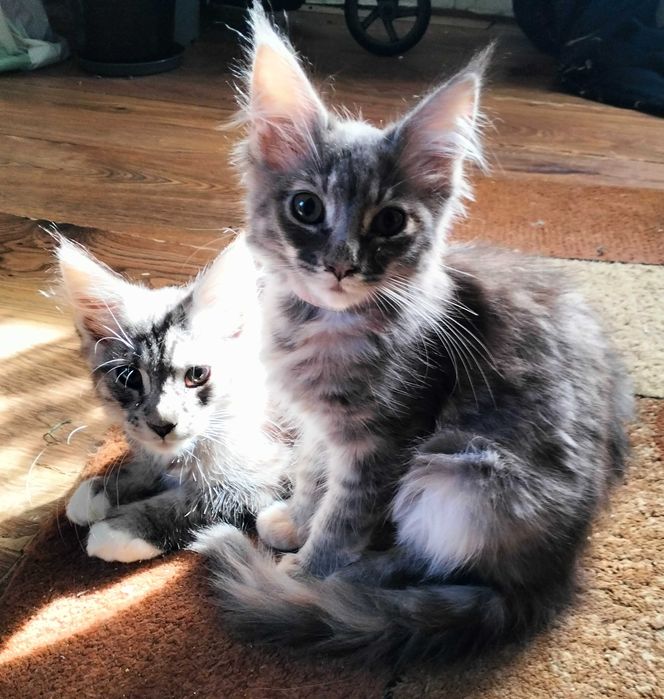 Maine coon kociaki