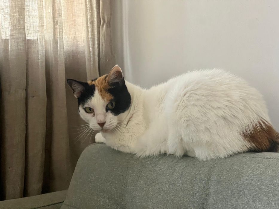 Gata adulta muito meiga procura família para adoção responsável