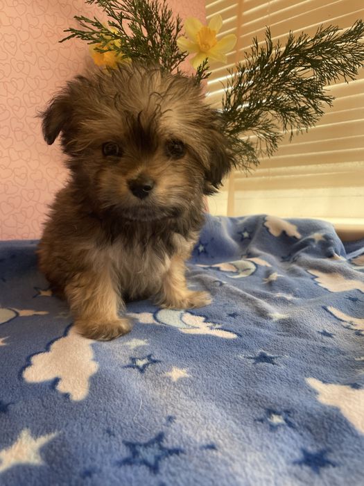 Щенки йркипу ,мальчик и девочка )