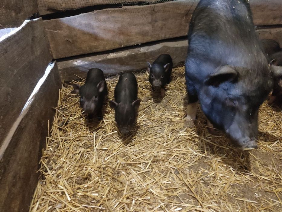 В'єтнамскі поросята 1.5 місяці