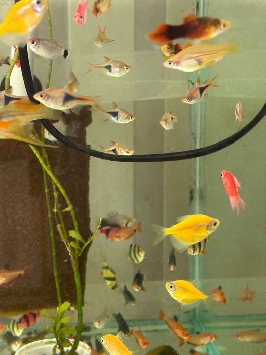 Риба акваріумна різна