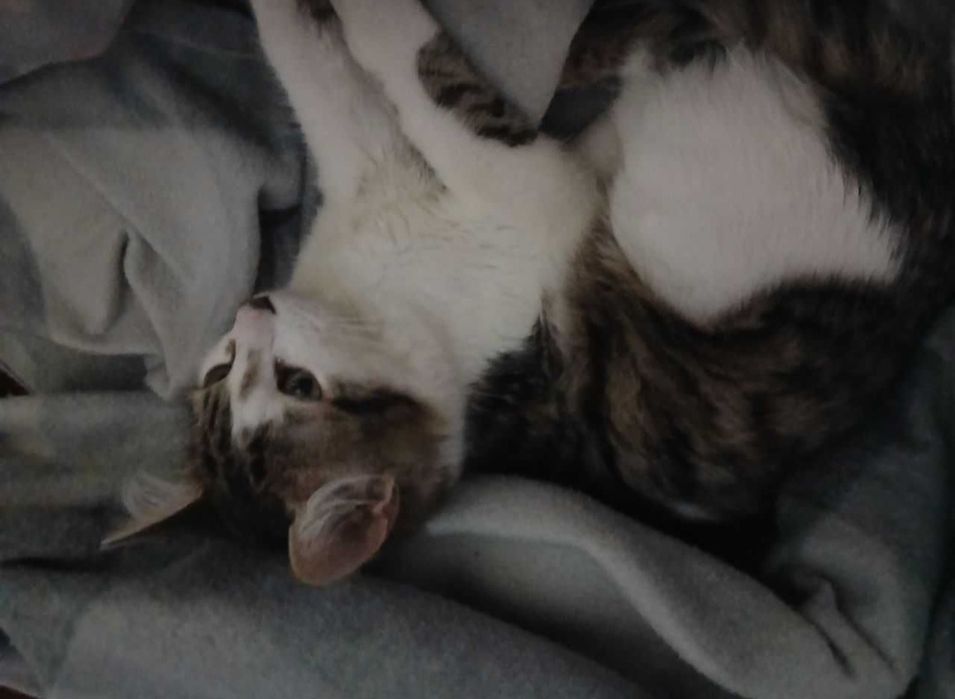 Котик, 8 місяців