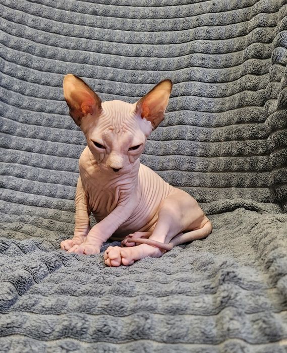 Gatinha sphynx olhos azuis