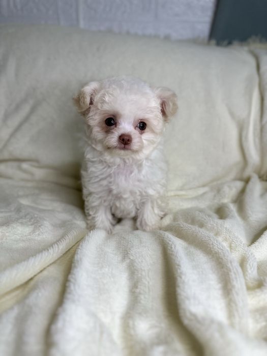 Чарівний хлопчик мальтіпу