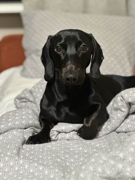 Вʼязка чорна такса, кобель