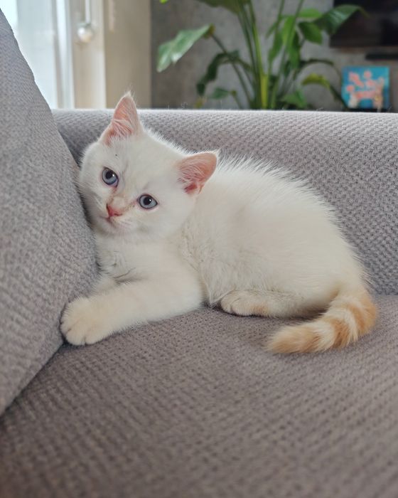 Kocur Brytyjski krótkowłosy