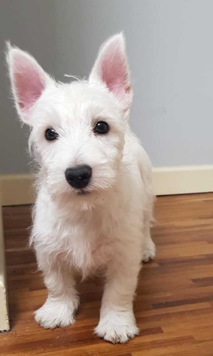 suczka West Highland White Terrier z metryką ZKWP po  Championie