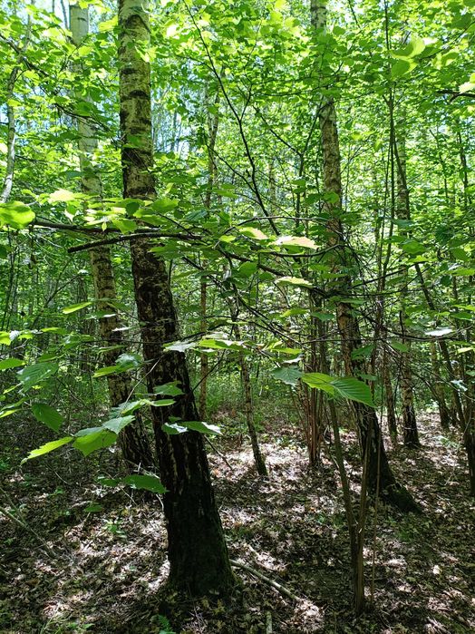 Działka leśna 0,45ha