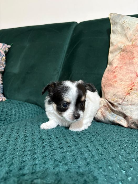 Chihuahua maleńki piesek