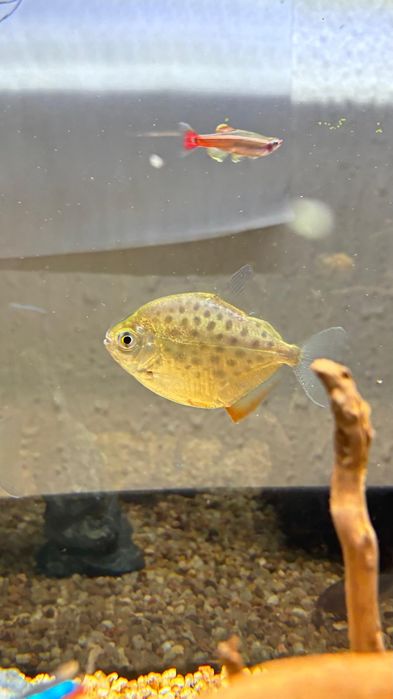 Vendo metynnis hypsauchen, Pacu 10€ cada