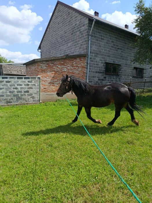 Sprzedam klacz źrebną ze źrebięciem