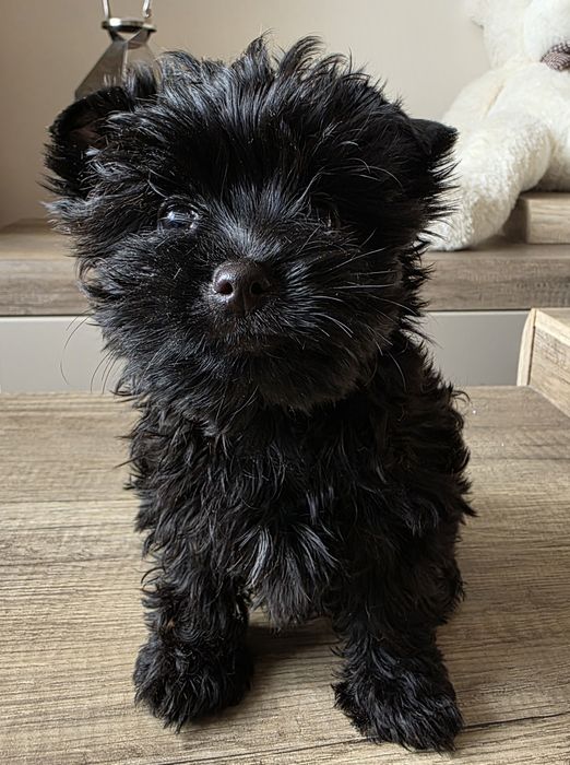 Cudna dziewczynka york