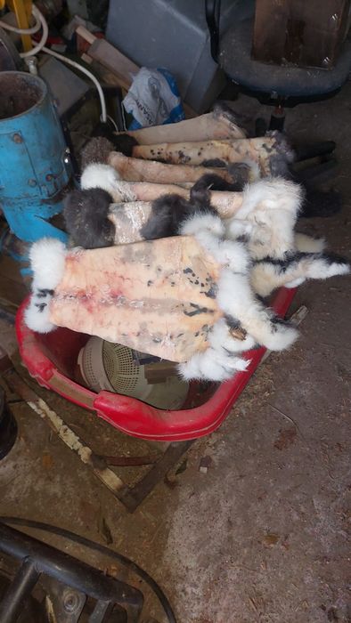 Продам шкуры кроликів.