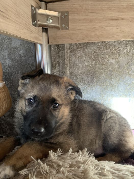 Овчарка немецкая