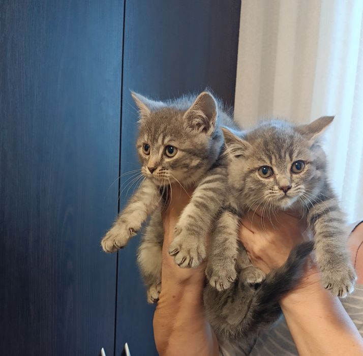 Продам шотландских котят.