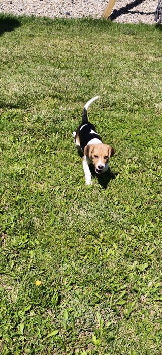 Piesek Beagle tricolor w pełni zaszczepiony gotowy do odbioru