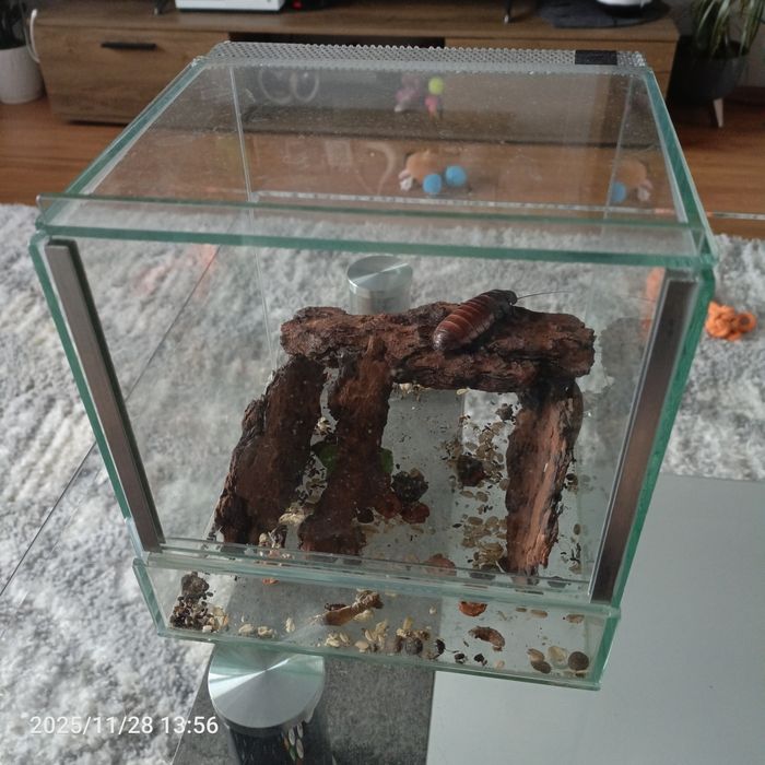 Terrarium 20x20x20