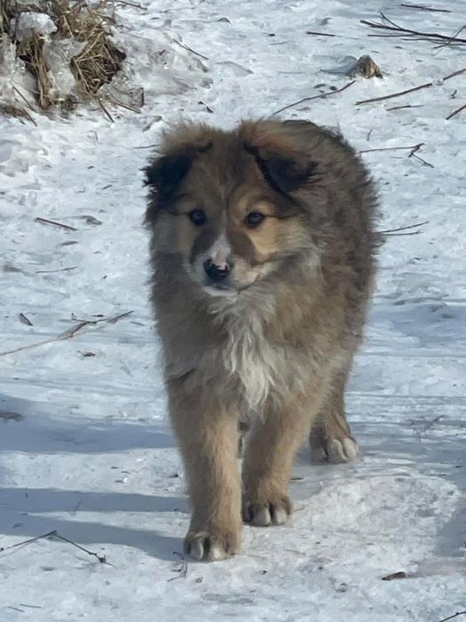 Тнрміново потрібні родини цуценятам!