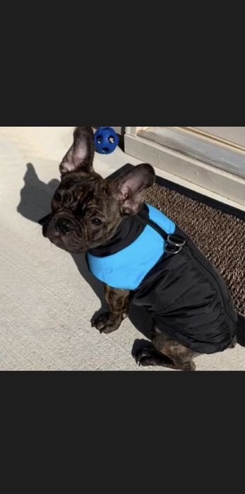 Жилетки для собак