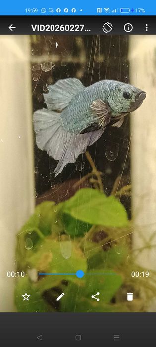 Bettas avatar hmpk
