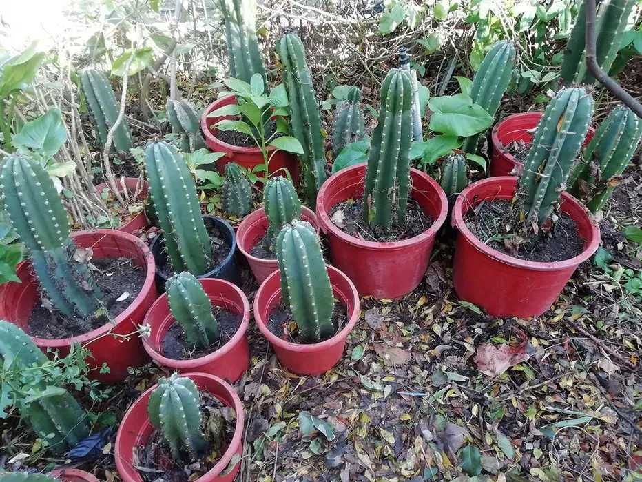 Suculentas Grandes, crescem bastante