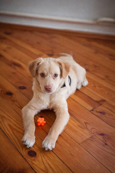 Цуценята шукають дім.  Безкоштовно