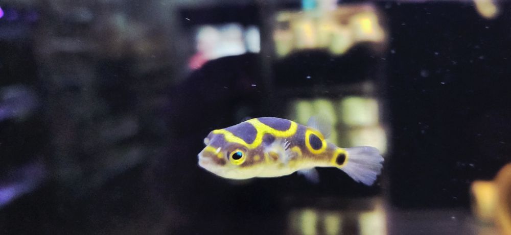 Kolcobrzuch dwuplamy/ Kolcobrzuch z ósemką (Tetraodon biocellatus)