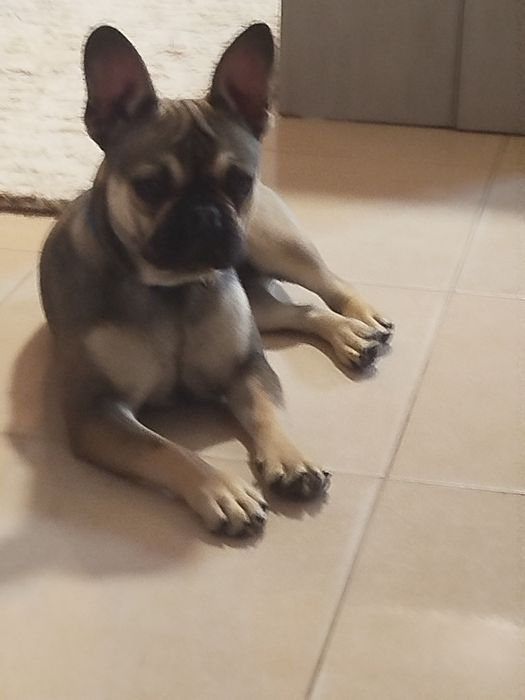 Buldogue francês