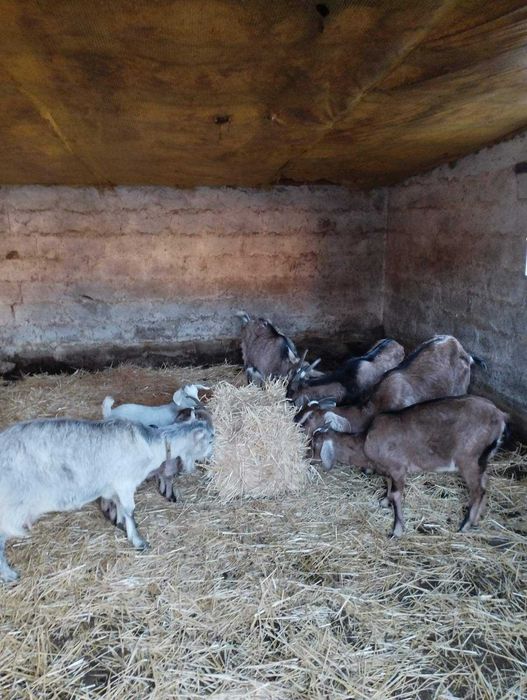 Продам кози,козлики,козлята