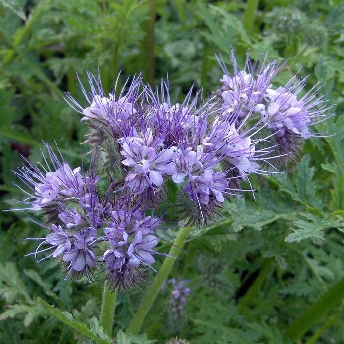 Фацелія, насінея фацелії, медонос