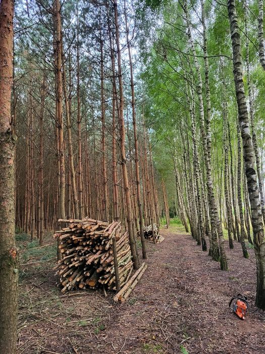 Drewno sosnowe opałowe