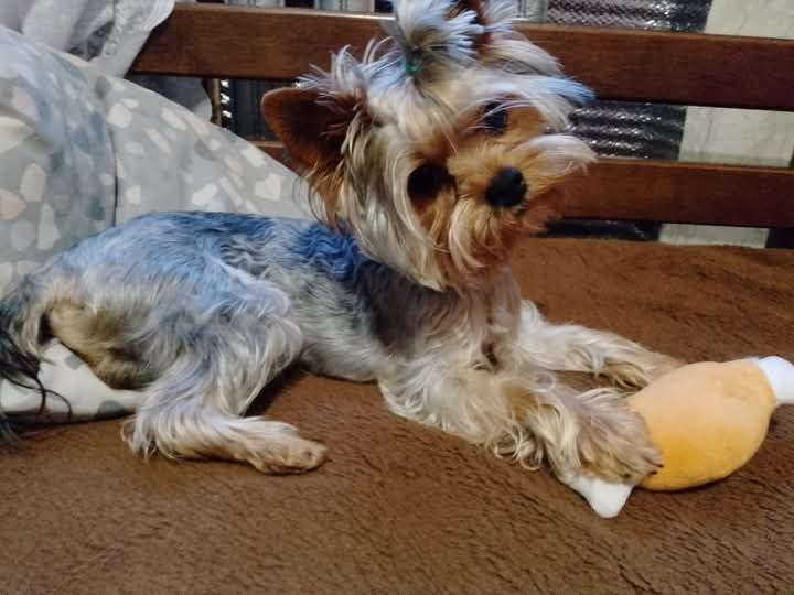 В'язка йоркширського тер'єру