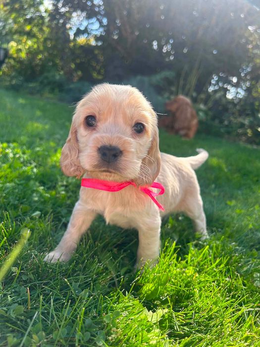 Cocker spaniel  angielski suczka