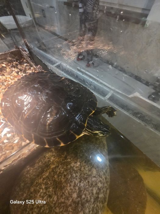 Sprzedam zówia samiczka wodno lodowe zapraszam