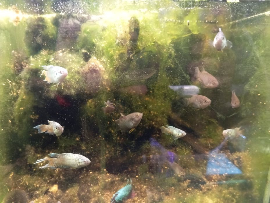 Macropodus spechti paraíso negro