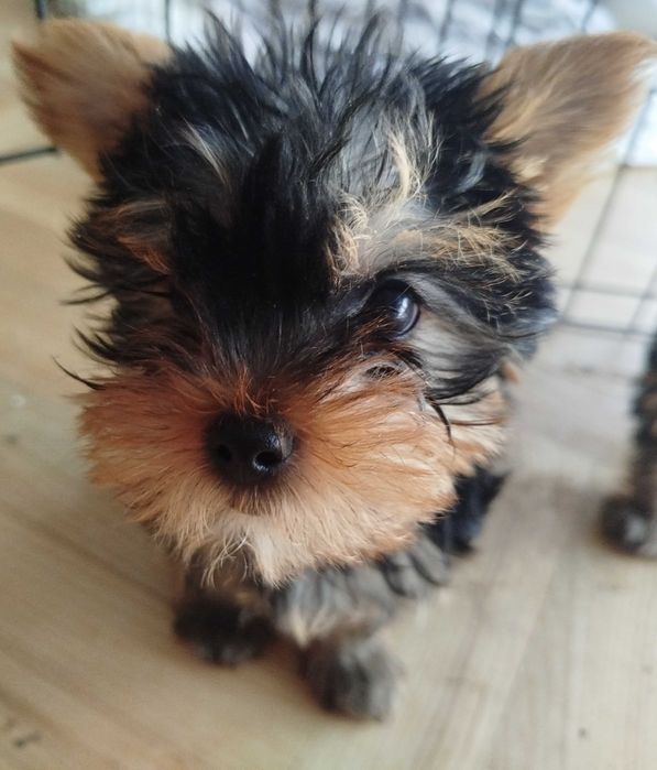 Yorkshire terrier, rasowy, duży, 4 miesiące, hodowla ZKwP i FCI