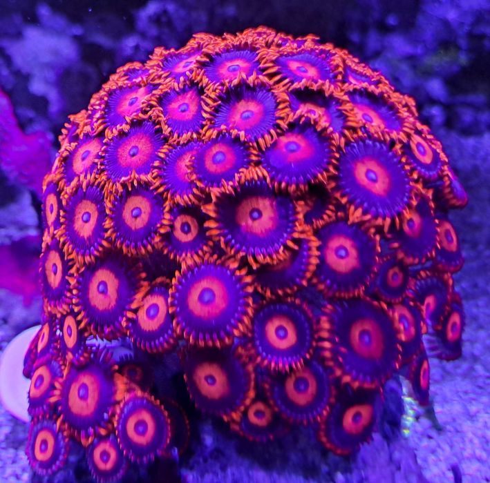 Vendo Vários Frag s de Corais Marinhos