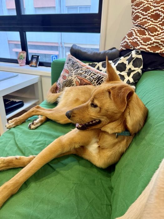 Cão macho para adoção responsável