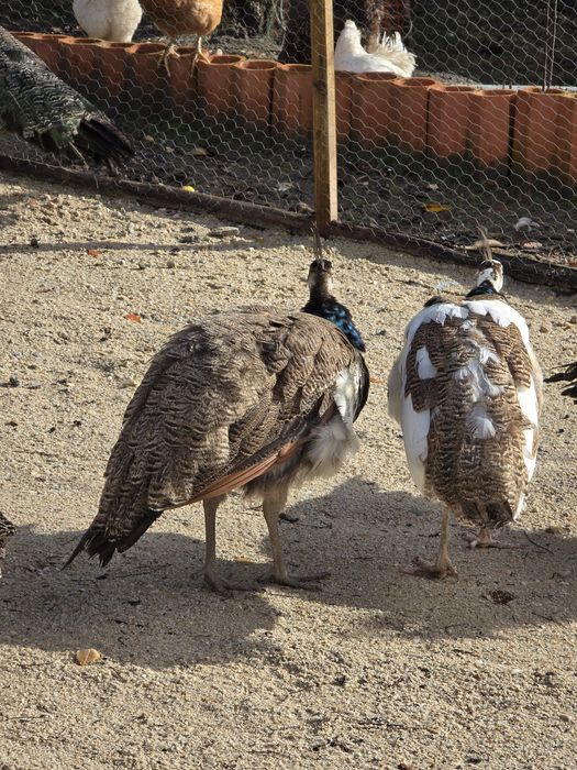 Pavões com fator arlequim