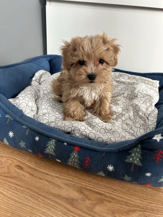 Maltipoo piesek.