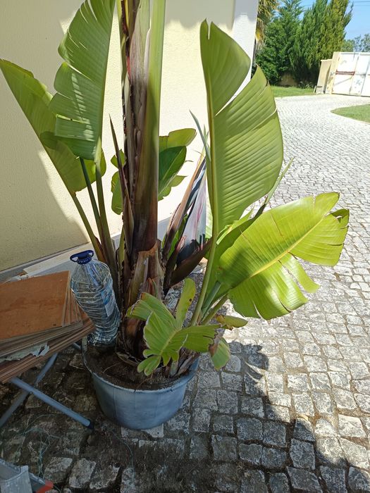 Estrelicia gigante com mais de 2 metros de altura