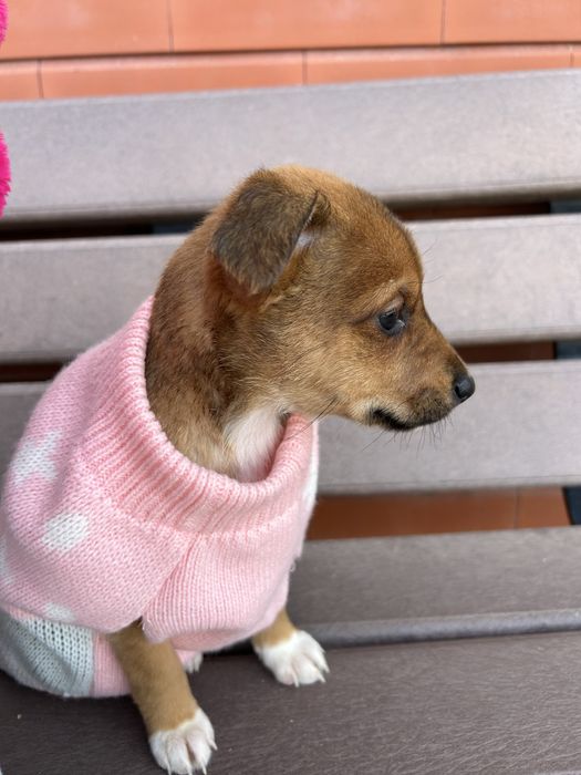 Raçadefinita cadela