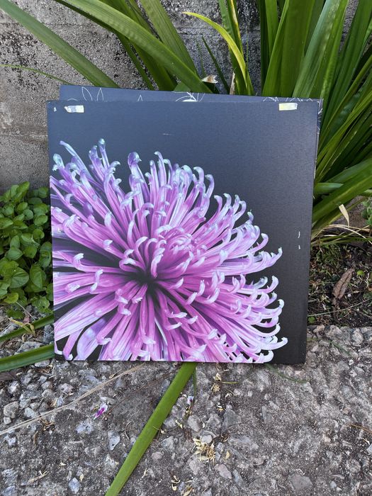 Dois Quadros Decorativos