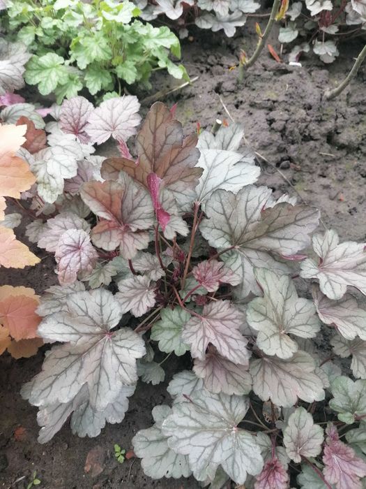 Гейхери (набір сортів)